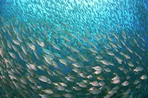Pisces: Canary fish. Bastard grund (Pomadasys incisus)