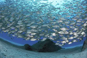 Wide: Canary fish. Bastard grund (Pomadasys incisus)