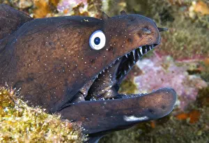 Muraena: Canary fish. Black Moray (Muraena augusti), Tenerife