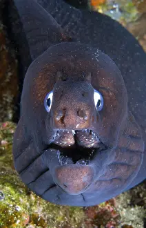 Muraena: Canary fish. Black Moray (Muraena augusti), Tenerife