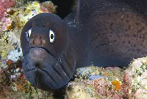 Muraena: Canary fish. Black Moray (Muraena augusti), Tenerife