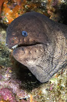Unicolor: Canary fish. Brown Moray (Gymnothorax unicolor)