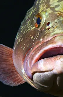 Marginatus: Canary fish. Dusky grouper (Epinephelus marginatus)