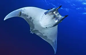 Mobula: Canary fish. Horned ray (Mobula tarapacana), El