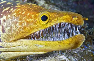 Tooth: Canary fish. Tiger Moray (Enchelycore anatina)