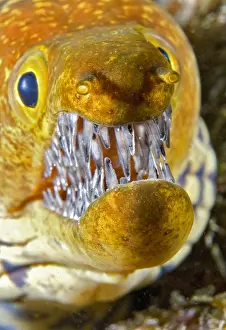 Tooth: Canary fish. Tiger Moray (Enchelycore anatina)