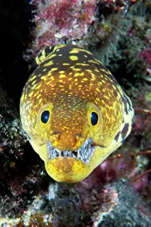 Tooth: Canary fish. Tiger Moray (Enchelycore anatina)