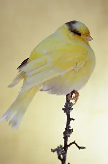 Canaries: Canary Gloster consort