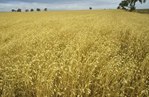 Caged: Canary Grass crop