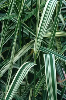 Variegation: Canary Grass - Variegation in leaves