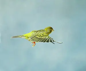 Aviary: Canary - Green fife in flight side view wings level
