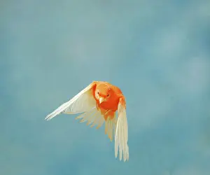 Aviary: Canary - Intensive red in flight front view wings
