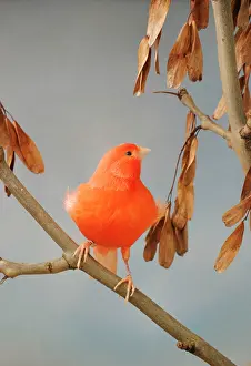 Serinus: Canary - intensive red, front view on ash, captive bred
