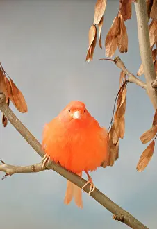 Serinus: Canary - intensive red, front view, rousing, on