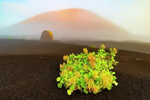 Ball: Canary Island amphora (Rumex lunaria) and lava bomb