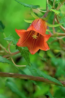 Bellflowers: Canary Island Bellflower - photographed in the