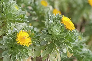 Asterales: The Canary Island daisy (Asteriscus sericeus), Liguria, Italy