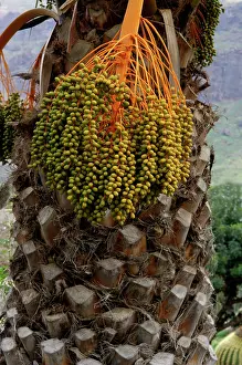 Canariensis: Canary Island date palm - Endemic to the Canary Isles