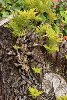 Canariensis: Canary Island Deer's Foot Fern