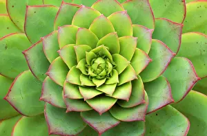 Aeonium: Canary Island flora