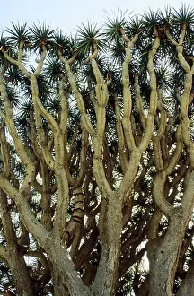 Draco: CANARY ISLAND FLORA - Dragon Tree