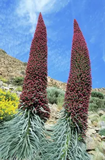 Echium: CANARY ISLAND FLORA - Red Tajinaste (Tenerife-endemic)