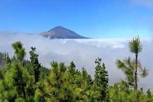 Pinus: Canary Island pine (Pinus canariensis) in front