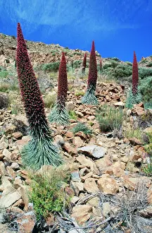 Echium: CANARY ISLAND - PLANTS, Red Tajinaste - in blossom