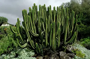 Canariensis: Canary Island Spurge - this plant is endemic to