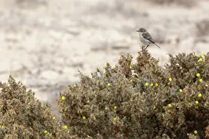 Canaries: Canary Islands Chat