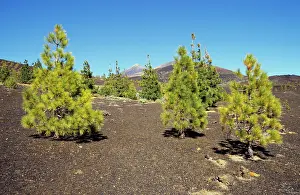 Canariensis: CANARY ISLANDS - forest of Canary pines (Canary-endemic)