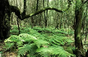 Laurels: CANARY ISLANDS - moss-grown laurel trees in the