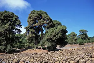 Canariensis: Canary Islands Pine