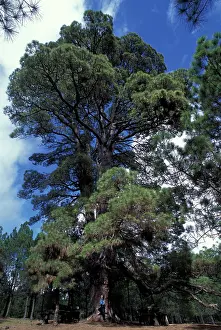 Canariensis: Canary islands pine