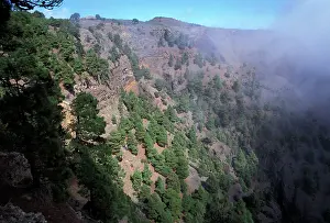 Canariensis: Canary Islands Pine - Clouds cliff and forest