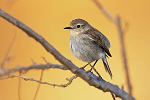 Thrush: Canary islands stonechat (Saxicola dacotiae), female
