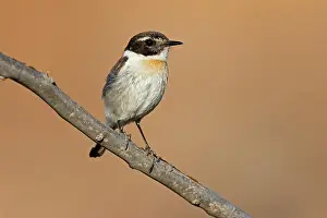 Thrush: Canary islands stonechat (Saxicola dacotiae), male