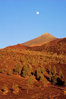 Canariensis: Canary Islands, Tenerife - Forest of Canary Pines