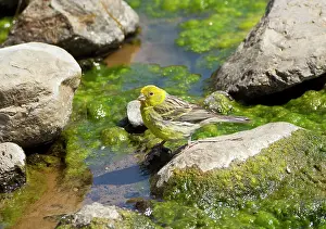 Serinus: Canary - male by water