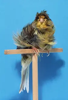 Competition: CANARY - ON PERCH, Variegated Parisien Frill