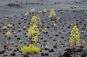 Pinus: Canary pine (Pinus canariensis) in volcanic landscape
