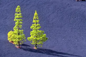 Pines: Canary pines on the island of Tenerife (Canary Islands)