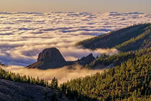 Tops: Canary pines and sea of clouds on the island of