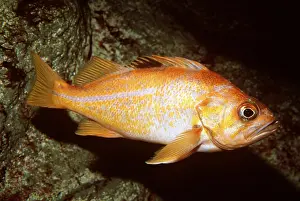 Showing: CANARY ROCKFISH - whole body, showing lateral line