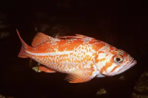 Showing: Canary Rockfish - showing lateral line