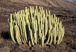 Canariensis: Canary Spurge / Branched Candlestick