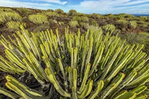 Tops: Canary spurge (Euphorbia canariensis) on the island