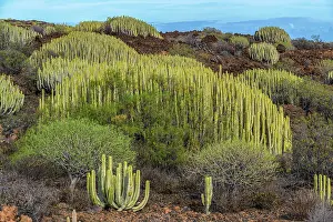 Tops: Canary spurge (Euphorbia canariensis) on the island