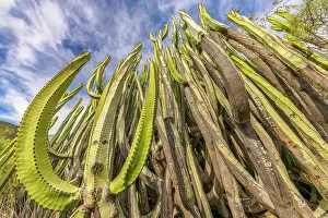Tops: Canary spurge (Euphorbia canariensis) on the island
