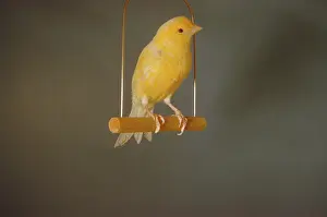 Canaries: Canary on swing